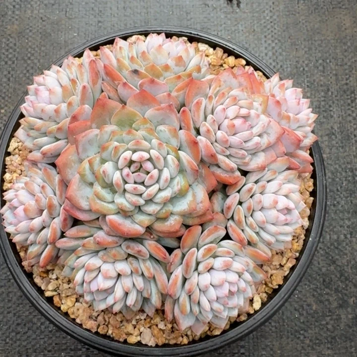 多肉植物星星橙群