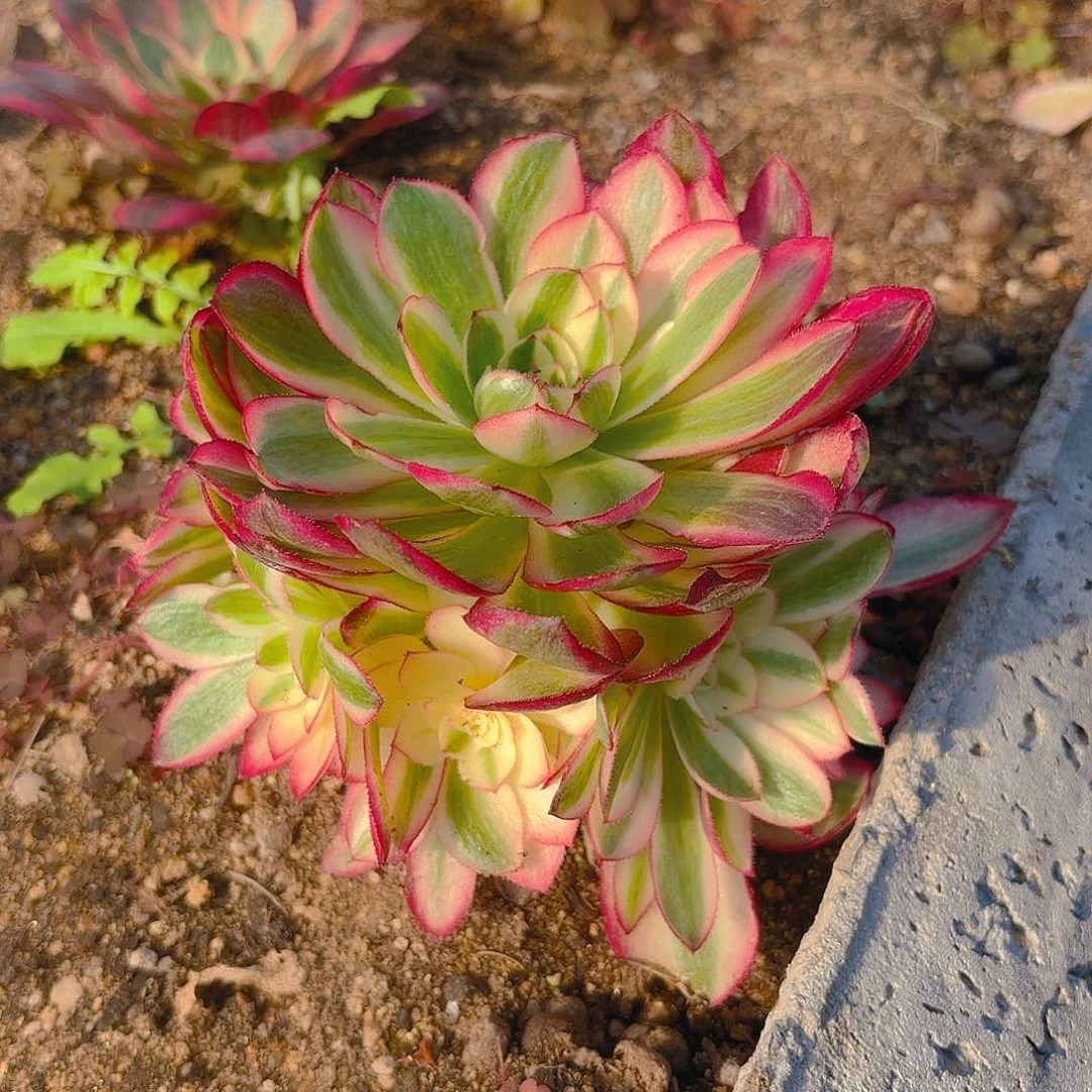 倾城手捧多肉植物