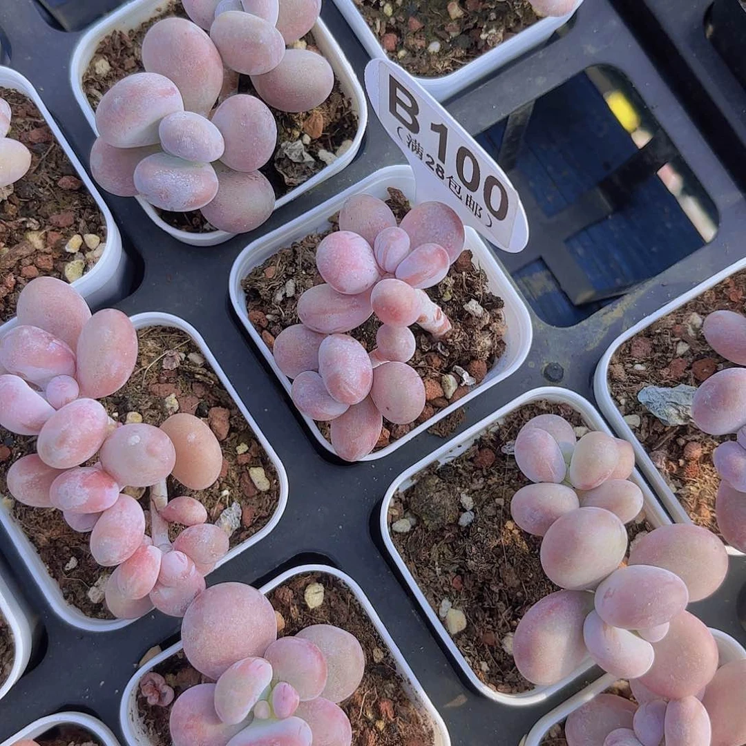 B100日系蛋黄奶一物一拍