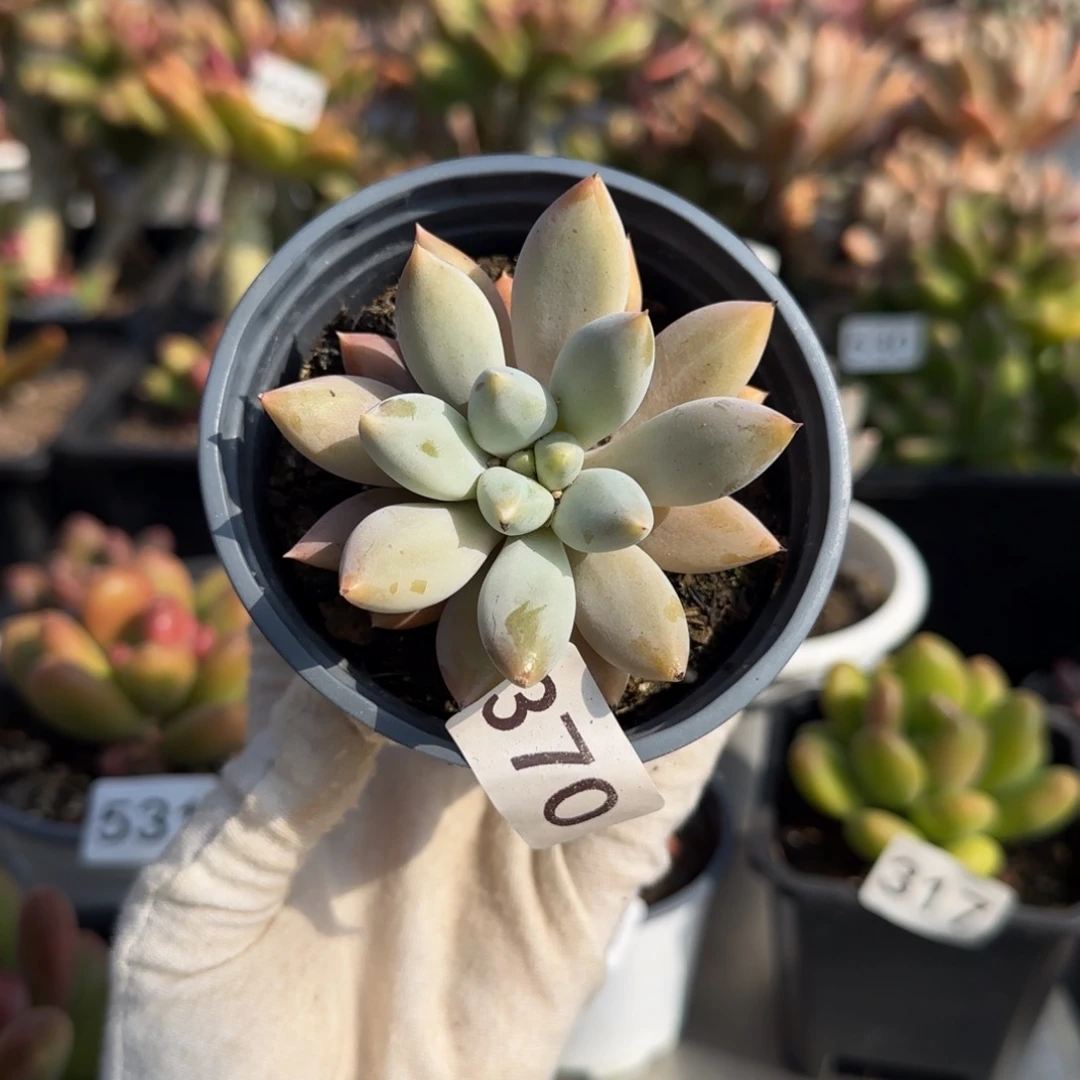 370号一物一拍一物一拍哥特