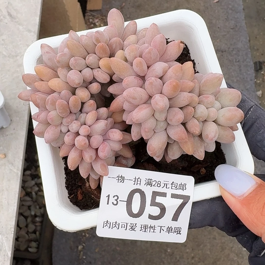 汤圆缀无盆无发货无