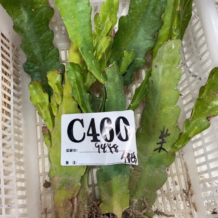 完全开放代*爷令箭荷花460