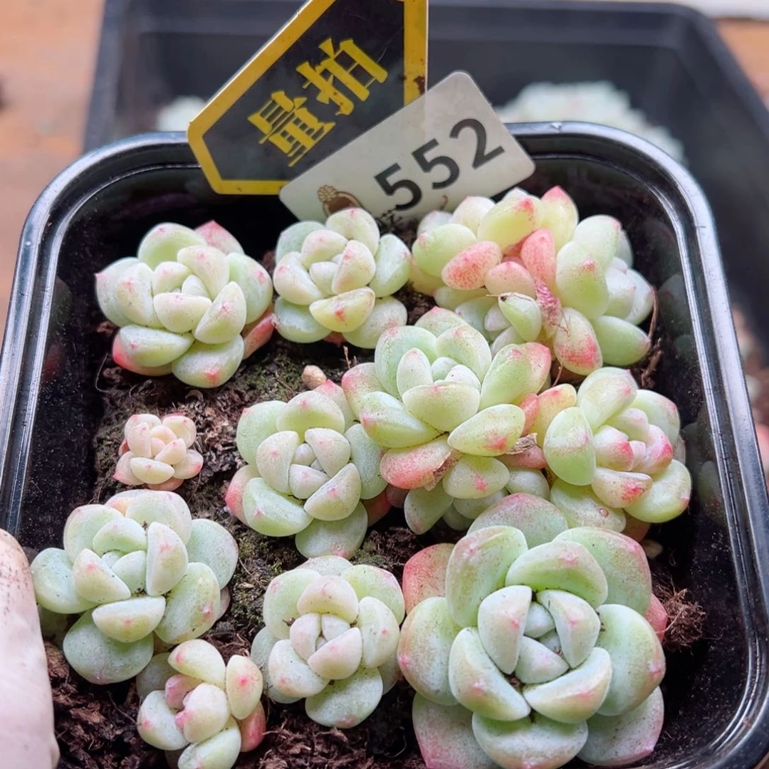 多肉植物多肉植物