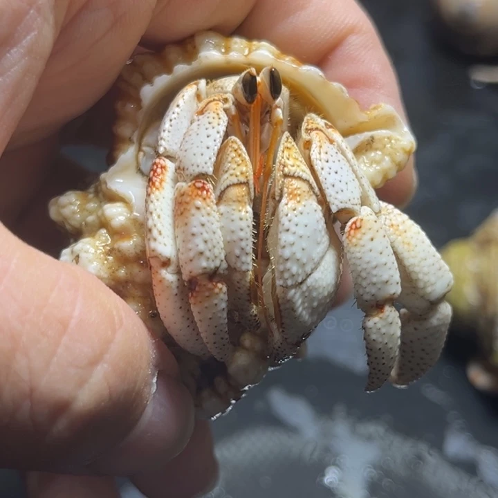 闪3号毛球2.5口径