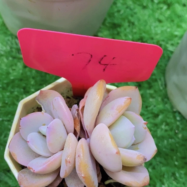 多肉植物，开心多肉