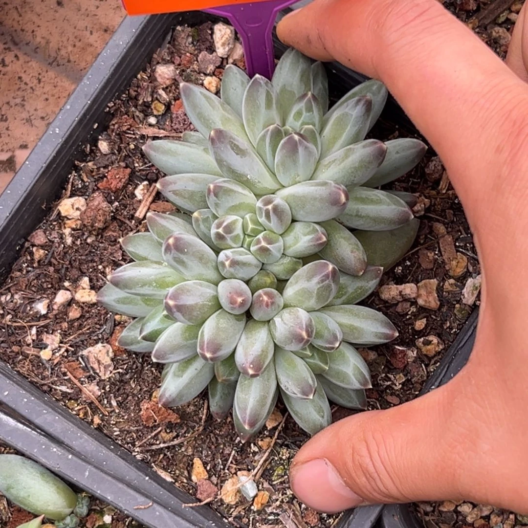 多肉植物申公豹群471