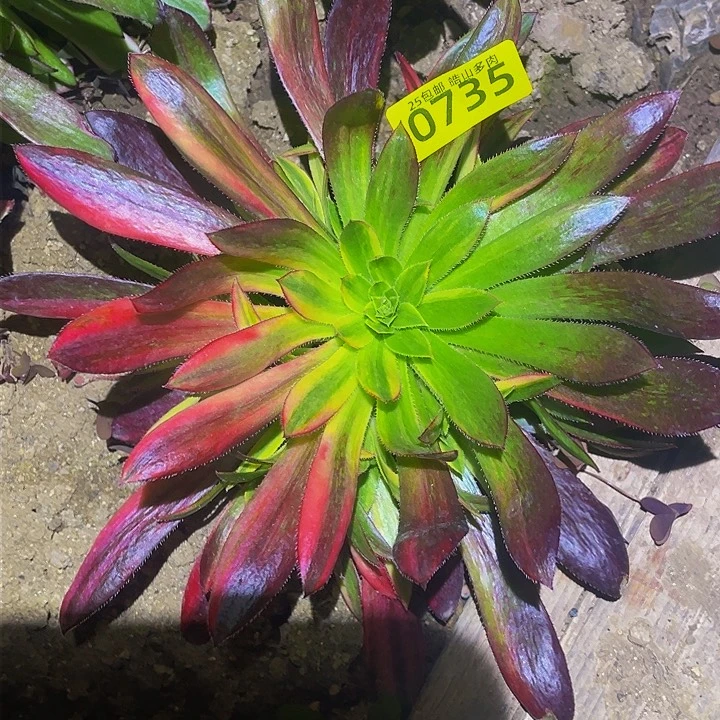 0735孔雀七彩多肉植物