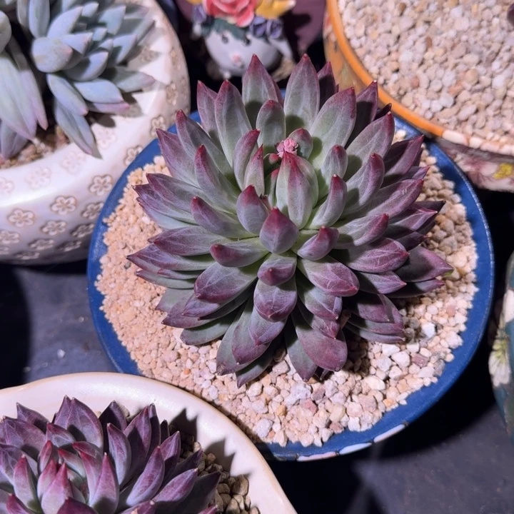 紫镜 单头 一物一拍