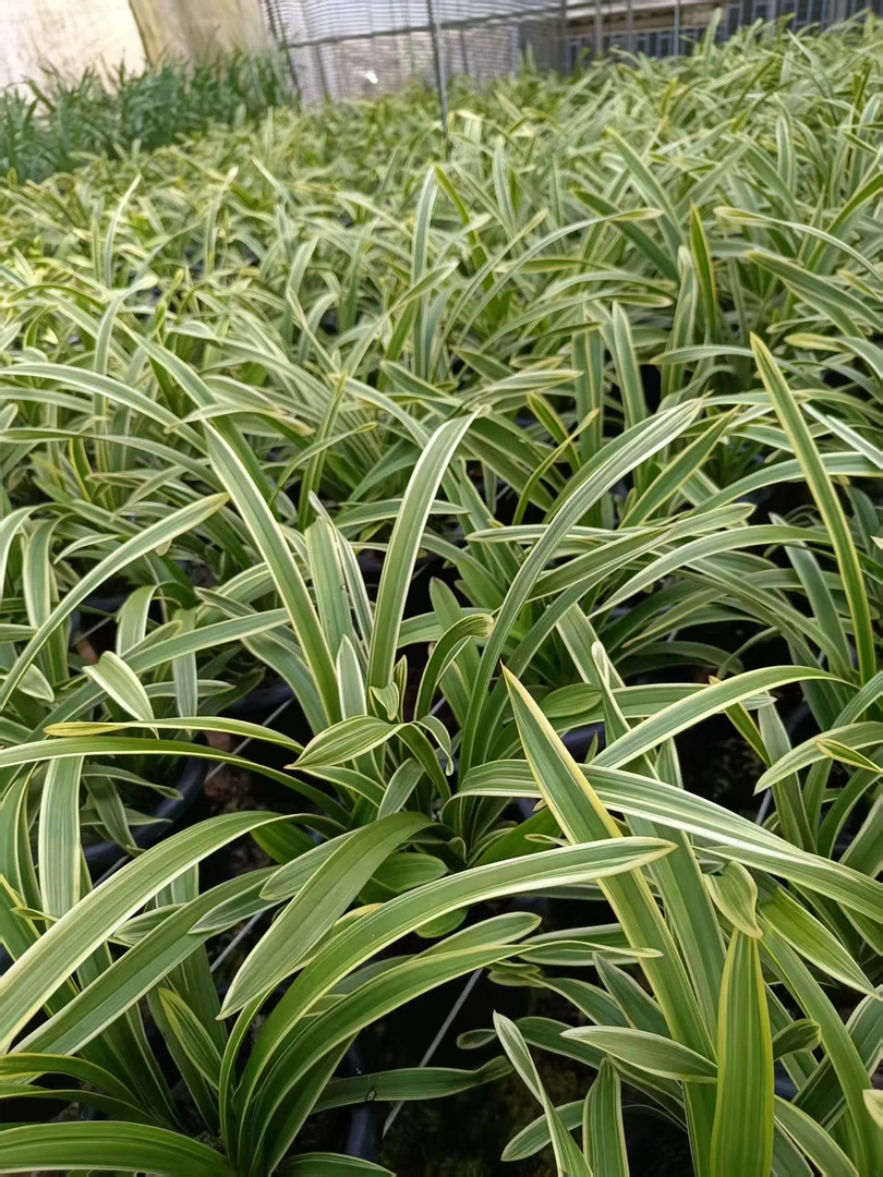 云南精品金边大红袍中种室内室外皆可种四季常翠