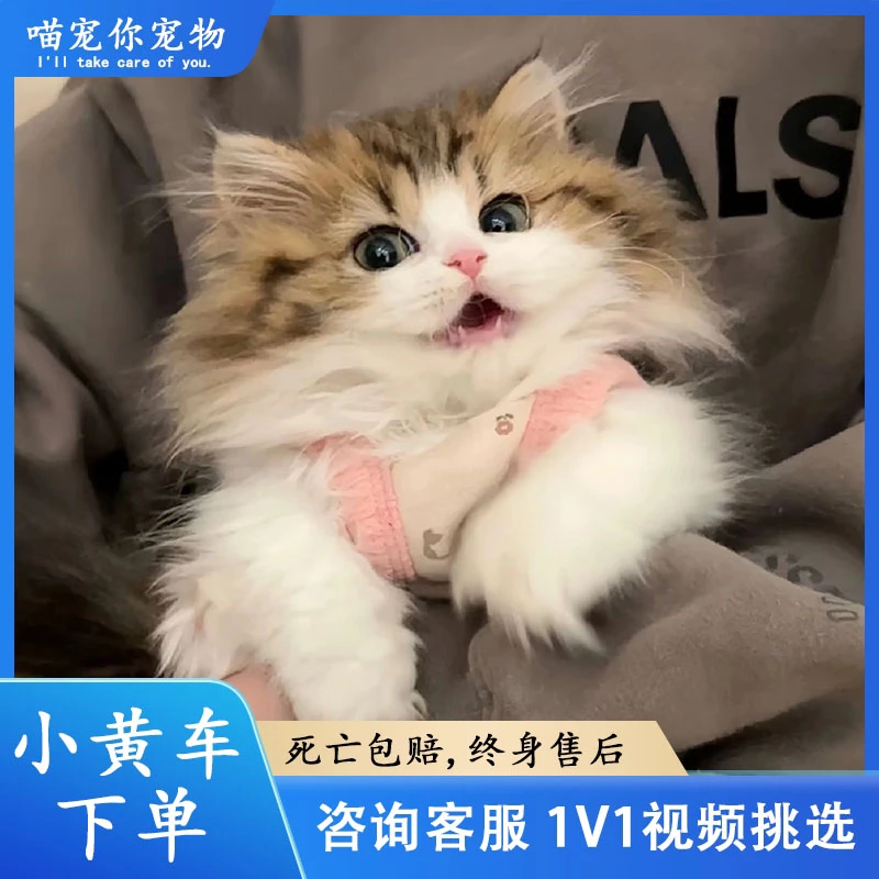 [虎牙猫舍］猫咪活体宠物链接