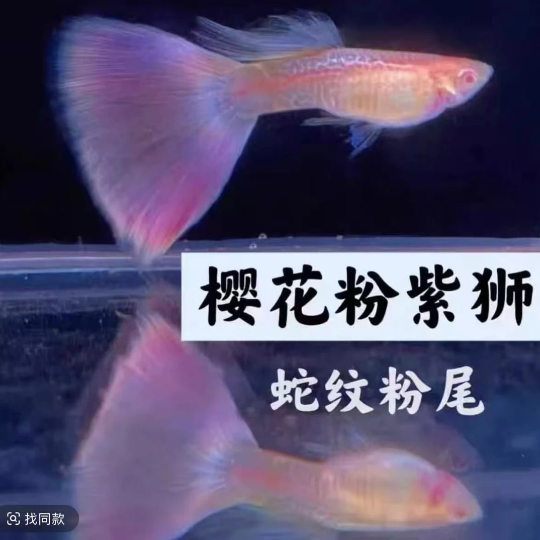 精品樱花粉狮种鱼