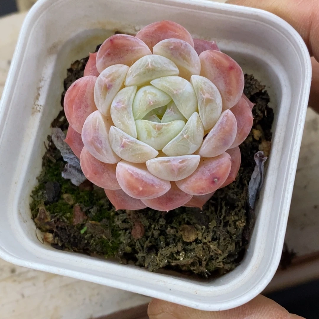 精品多肉一物一拍不包整45