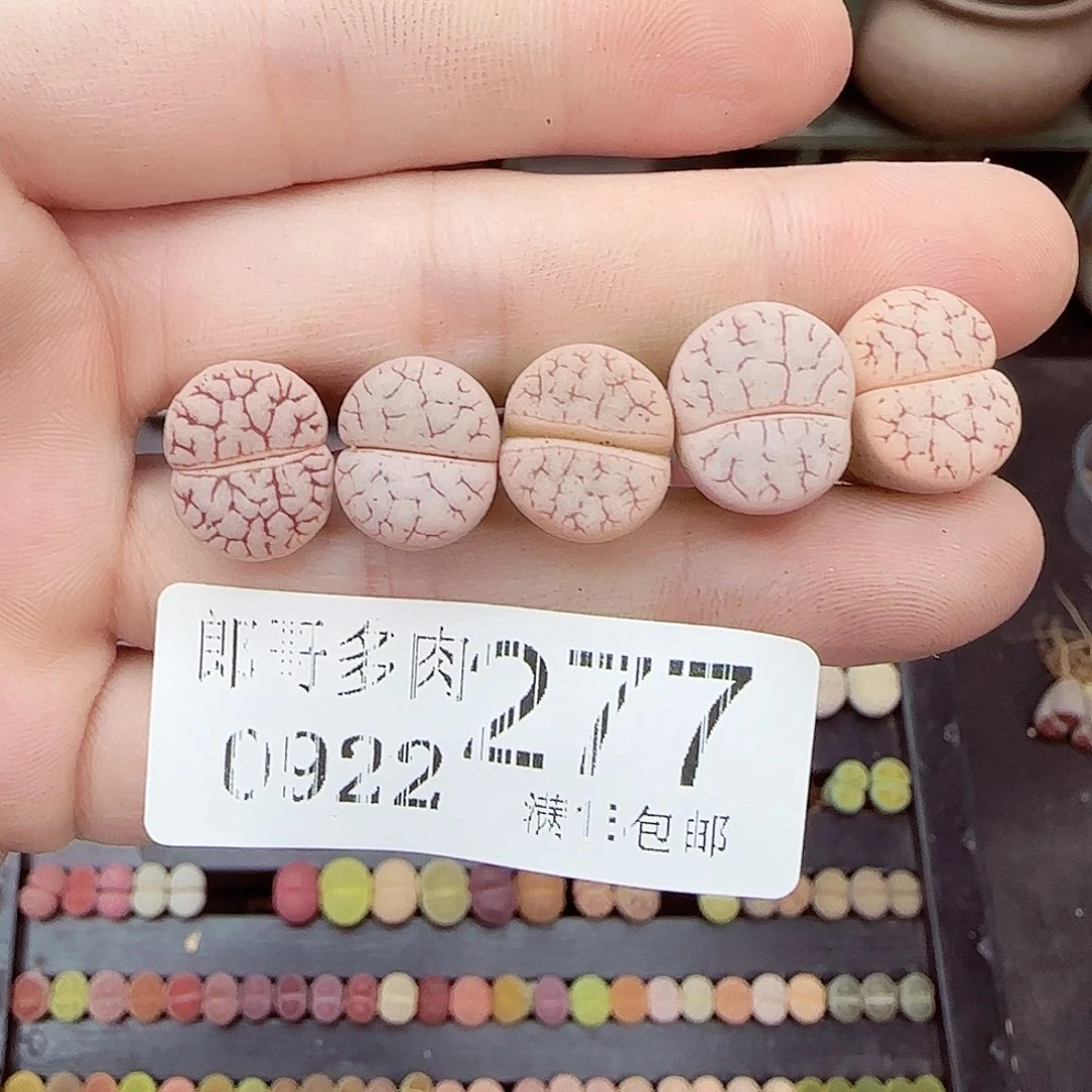 满满18包邮0922-277