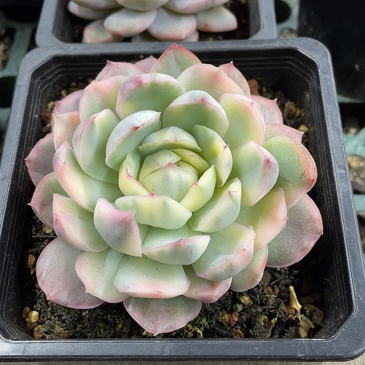 草莓蛋糕锦一物一拍