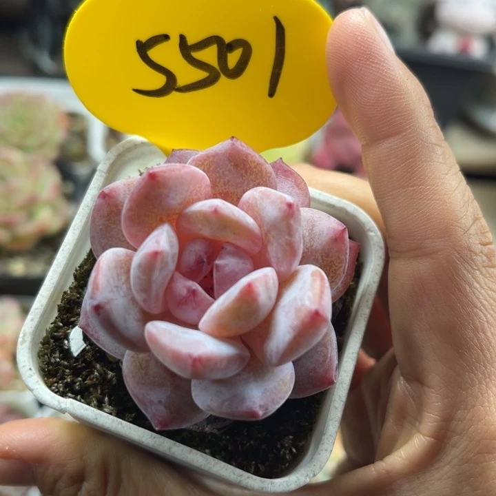 糖心橙梦露单头5501