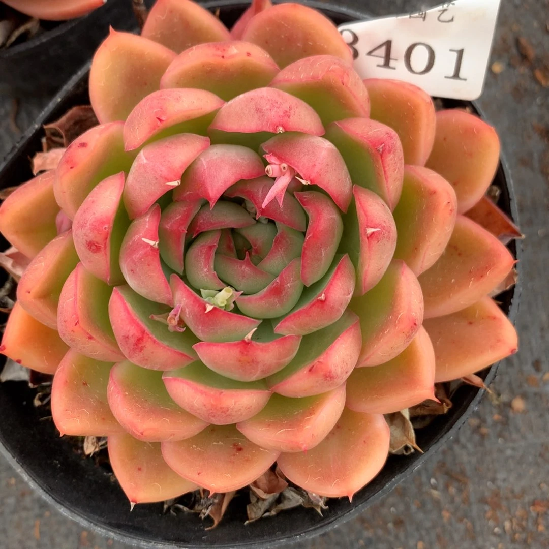 3401新年快乐发发发