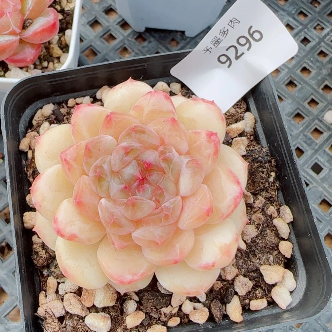 小奶龙，9296多肉植物