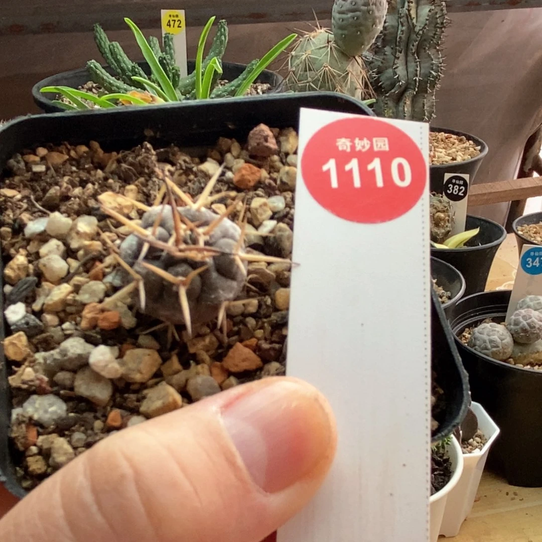 豪刺守金摩天龙1.9cm