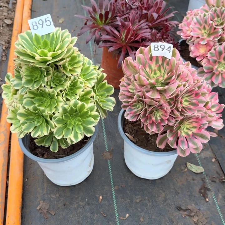 金丝翡翠组合不包损895894