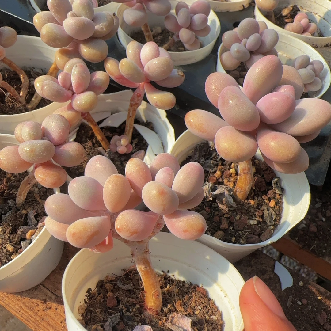 水光珍桃蛋  十颗 多肉（满18包邮）