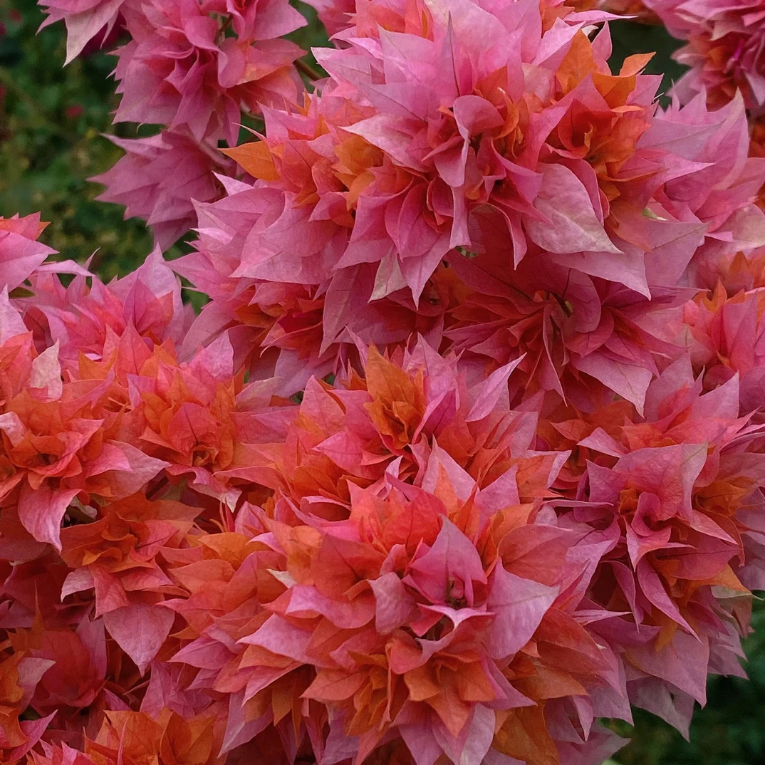 【造型重瓣橙】三角梅四季开花盆栽花卉原生桩好易活阳台庭院可爬藤