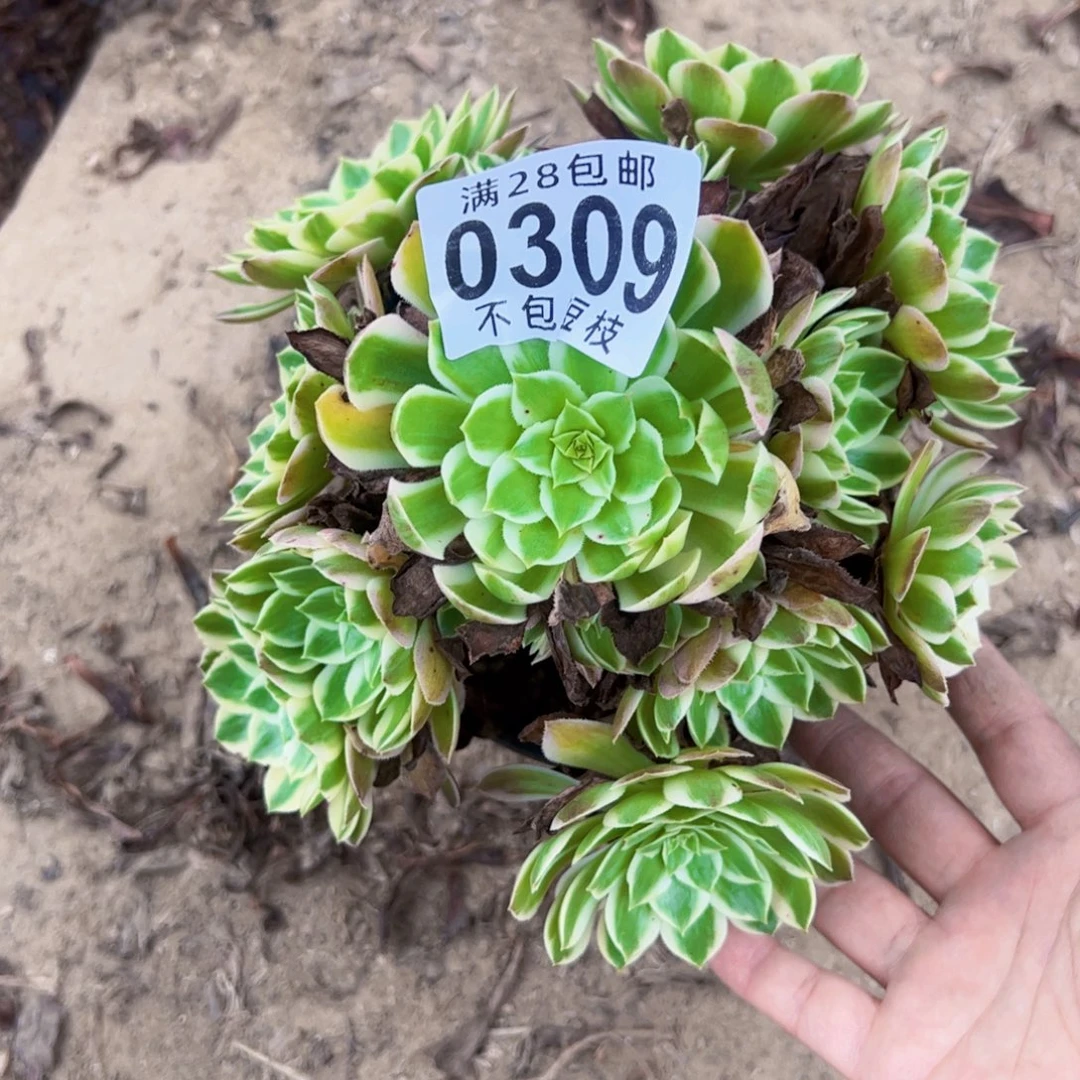 海王多肉植物法师0309