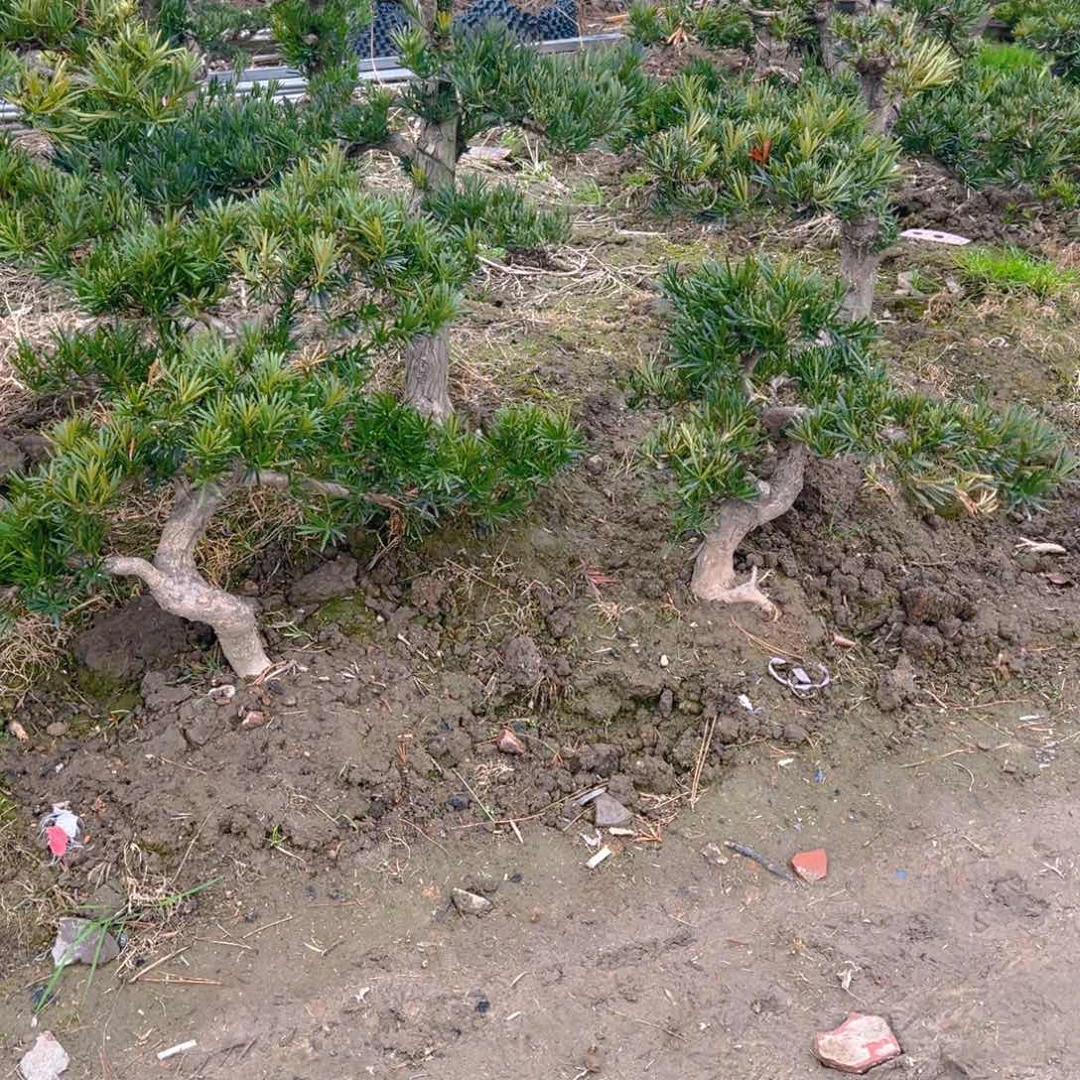 用****1小叶雀舌罗汉松