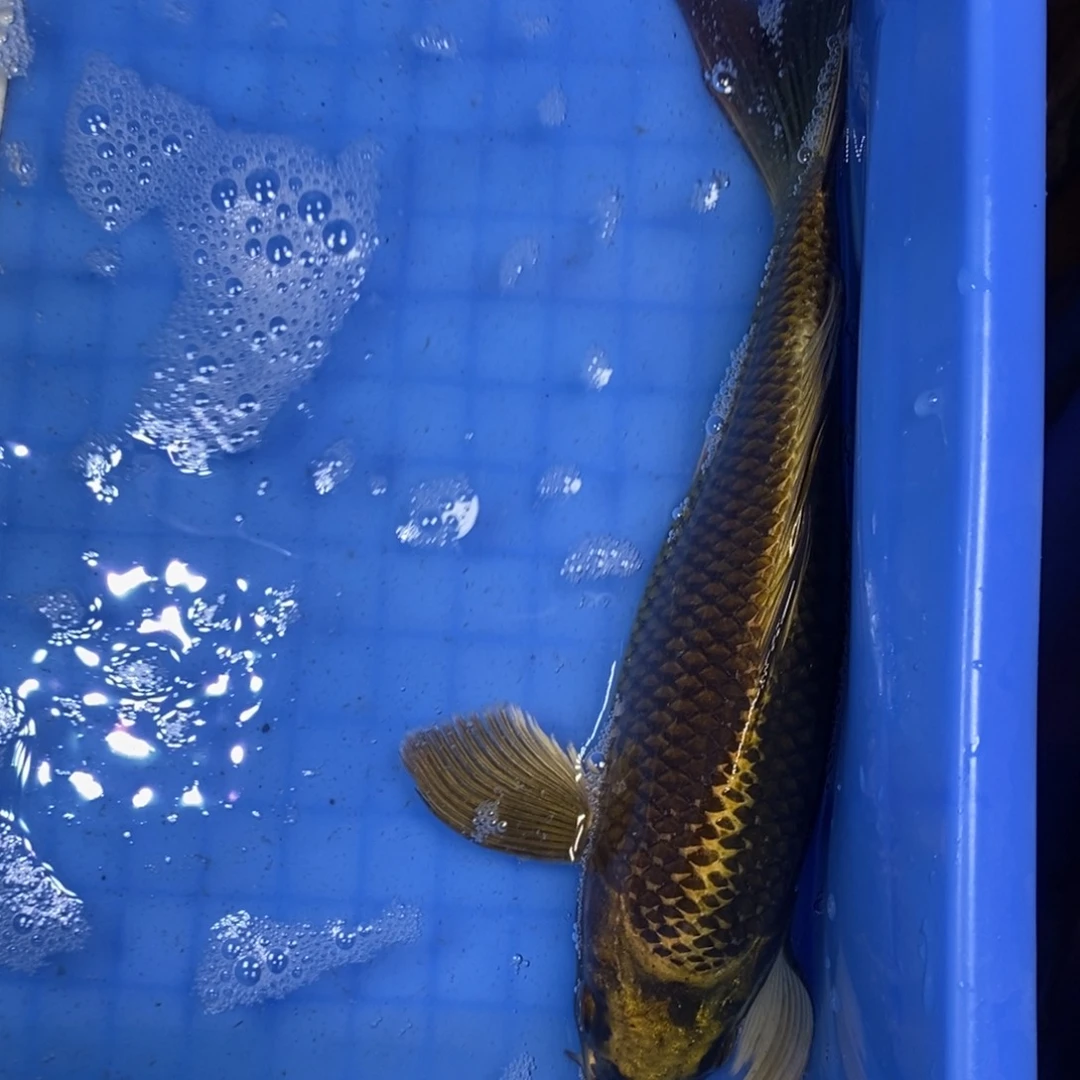 锦鲤冷水锦鲤包邮