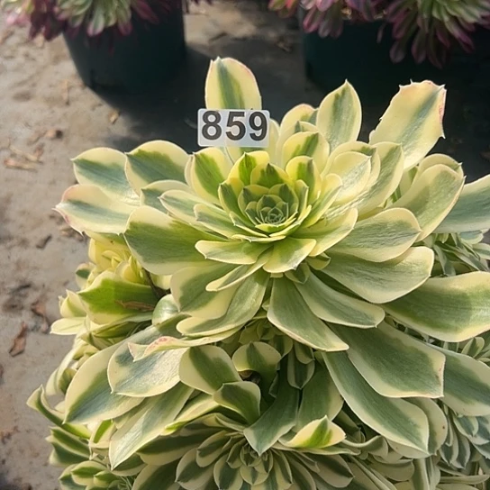 歆****果多肉植物一个