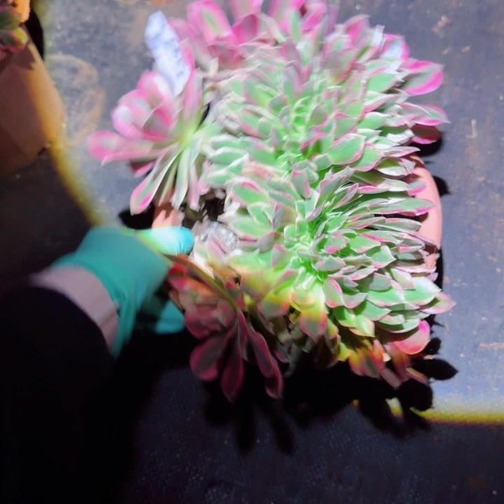 185粉女郎缀化多肉植物满28包邮