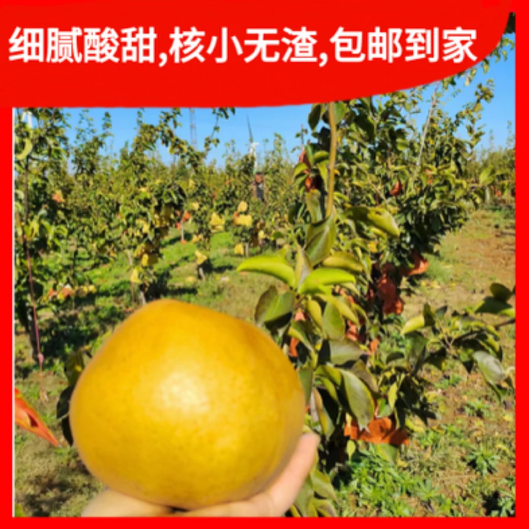 正宗贵妃巨无霸梨核小无渣礼盒装年货包邮可做冻梨烤梨孕妇水果梨