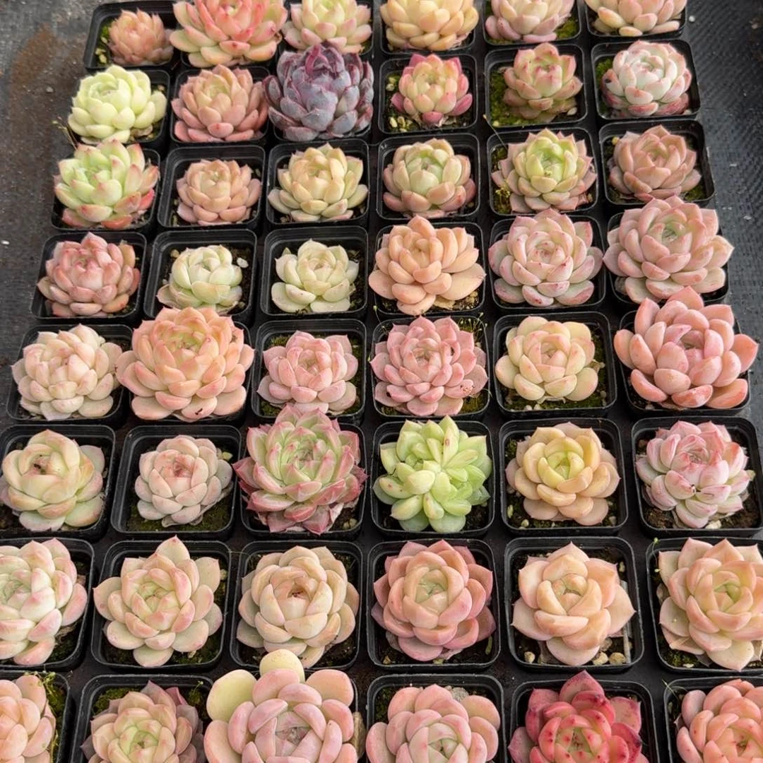 愿***心多肉杂交一物一拍14-66