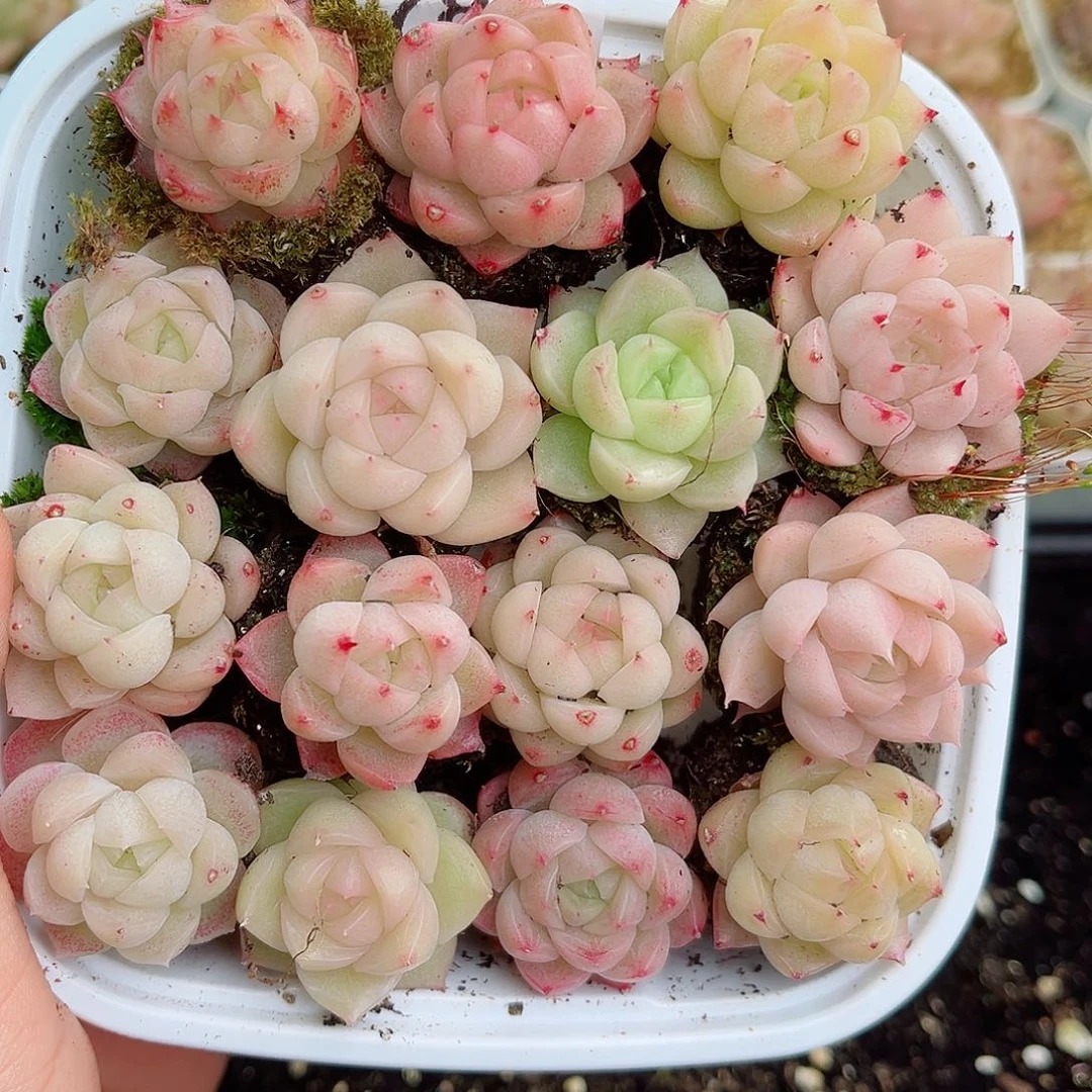 1-784 新疆西藏内蒙不发零度以下拍保温箱不拍不包损