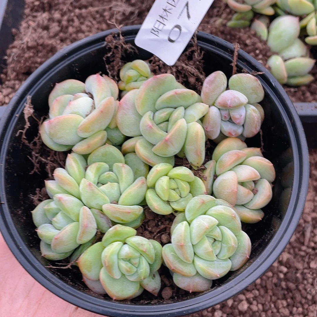 多肉植物多肉植物79