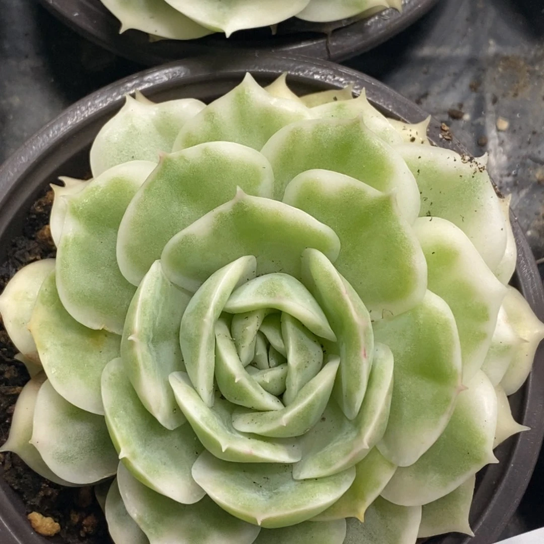 841昂斯诺锦单头带根