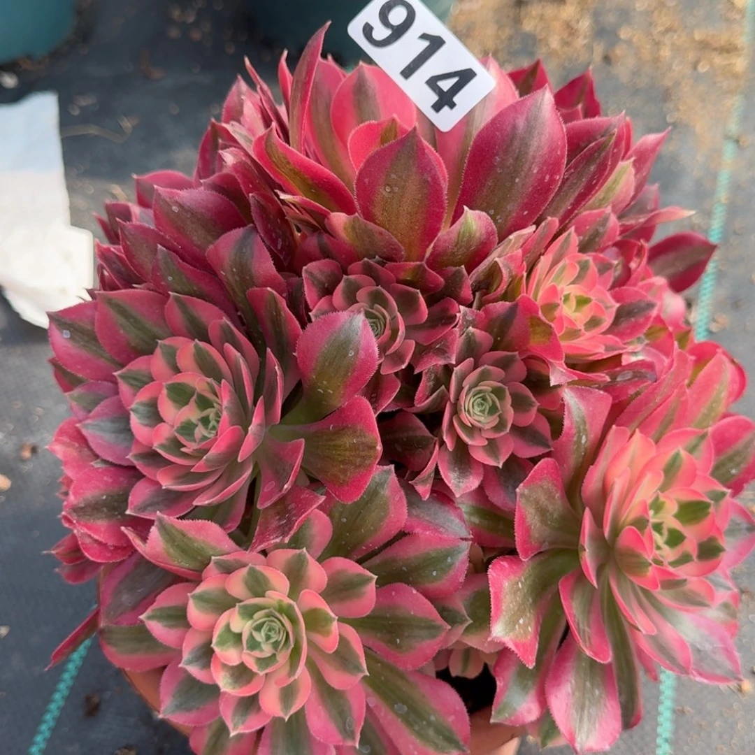 914女巫多肉植物