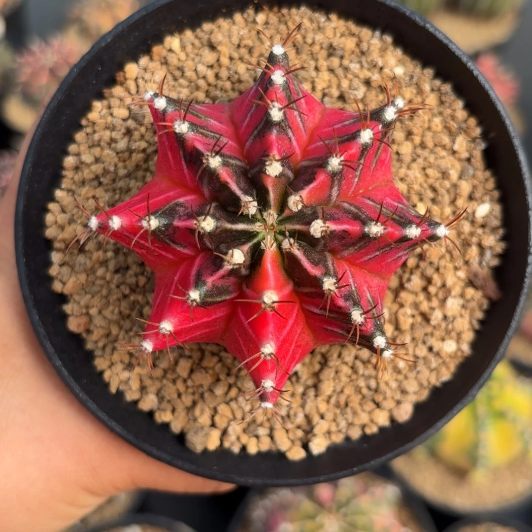 泰系哈迪斯后代实生108