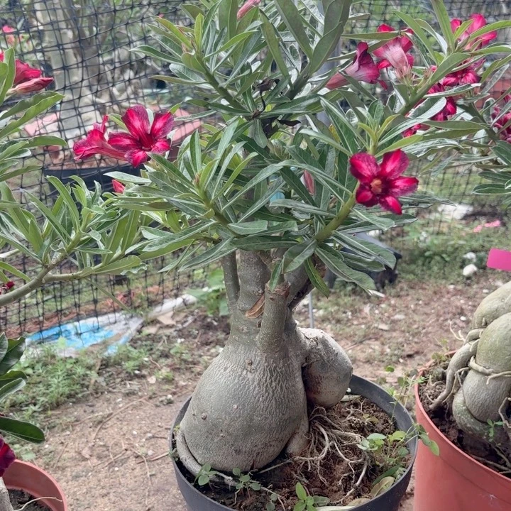 沙漠玫瑰之花盛开