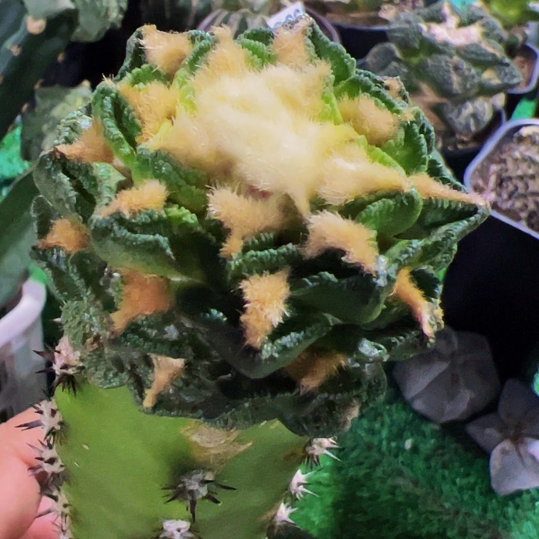 全部花朵隔尤辛顿牡丹642