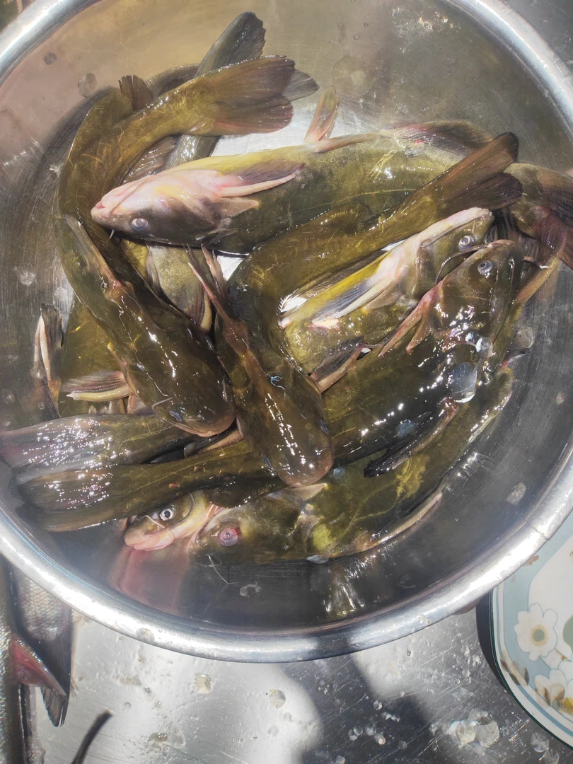 东北特产鲜活水产嘎牙子黄骨鱼尖嘴鱼淡水鱼昂刺鱼黄辣丁