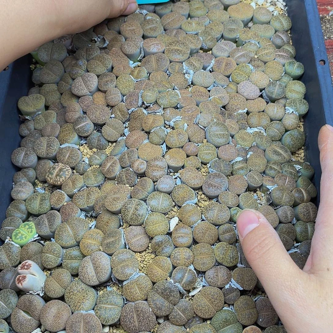 9390000000花花花花鼓励