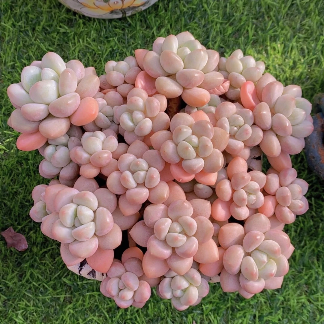 泡泡糖 一物一拍
