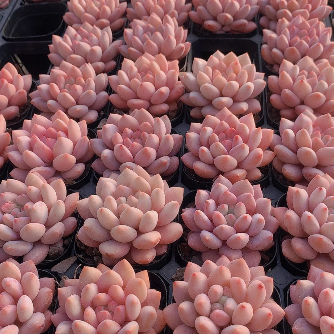 半夏234567899000000