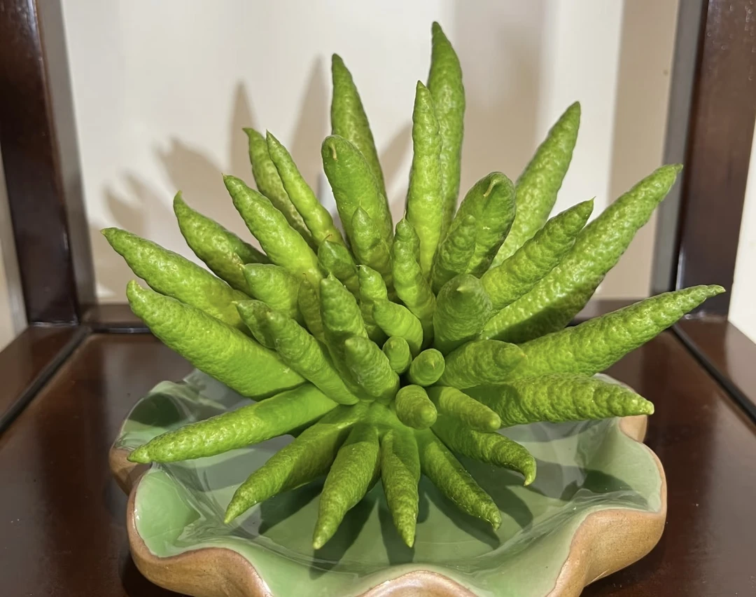 【精品·巨无霸·闻香佛手柑】佛手柑高端类花材新鲜采摘云南基地直发