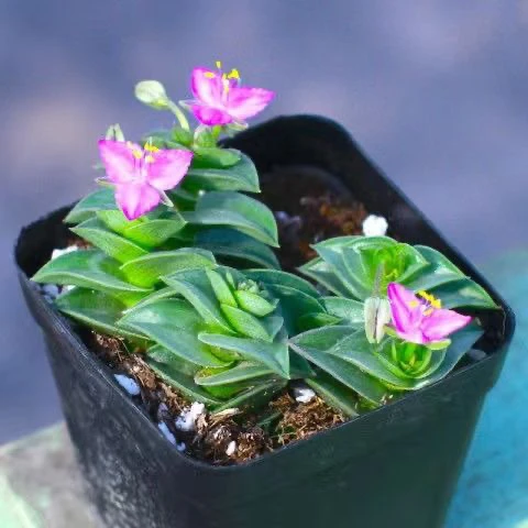 一帆风顺多肉植物肉肉桌面阳台鲜花绿植花卉盆栽防辐射