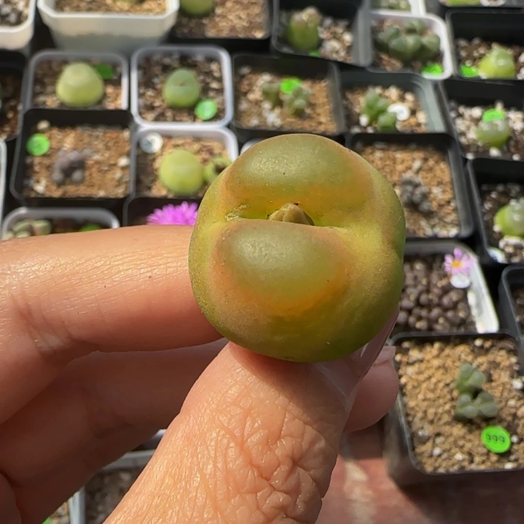 2.5（瑕疵）多肉植物317