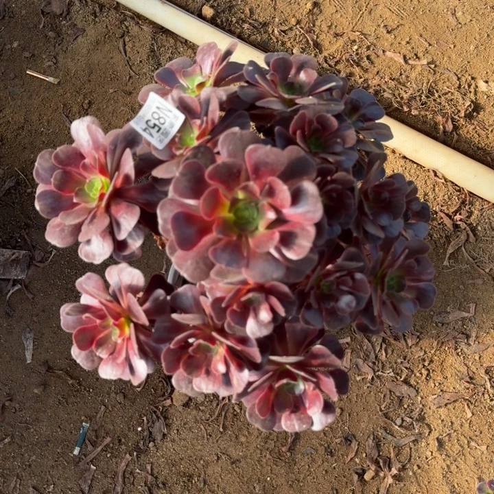 854爱神特价有伤介意吾拍2