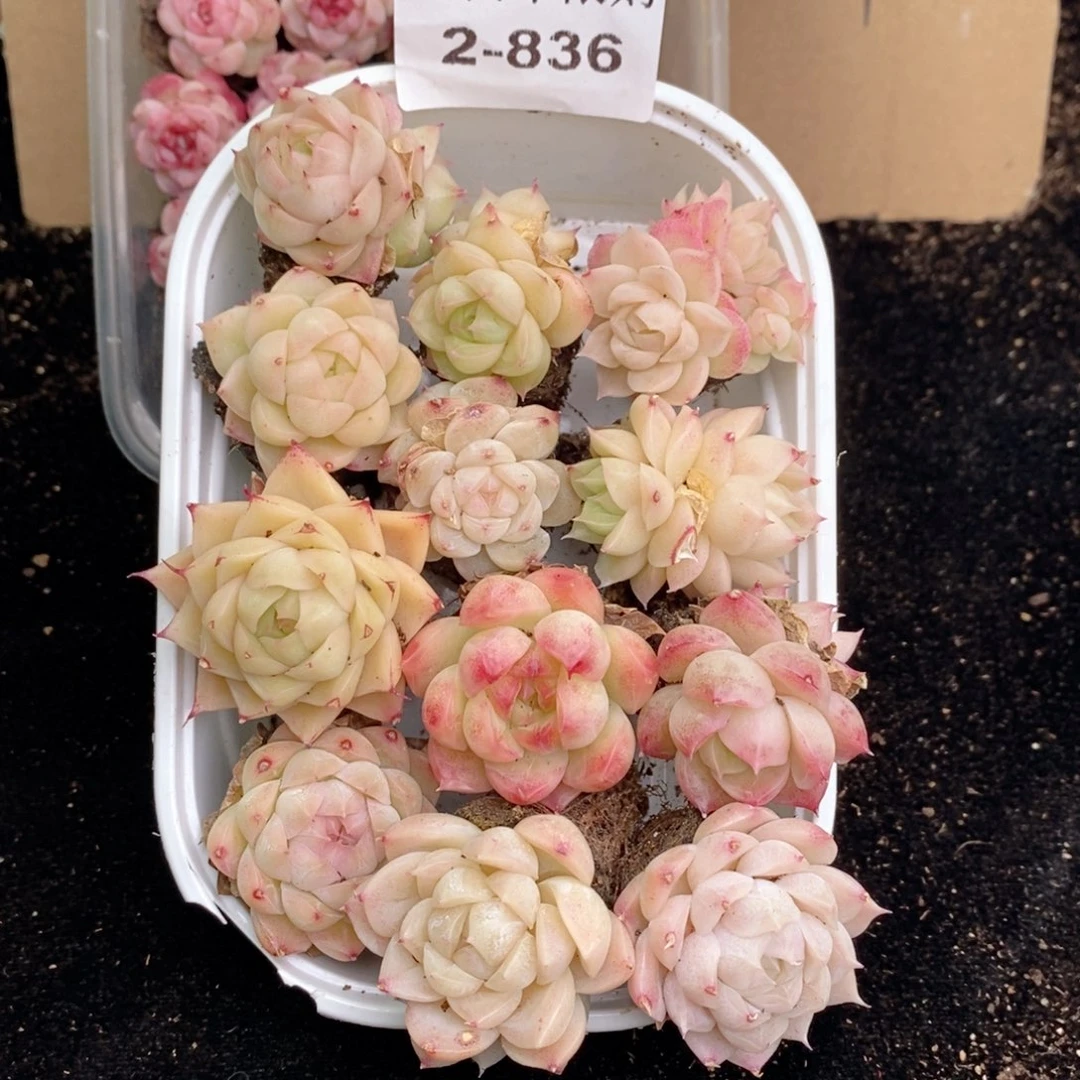 逗***牛2-836多肉的的的的