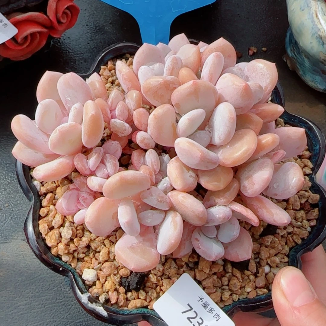 米雪美人，7236多肉植物