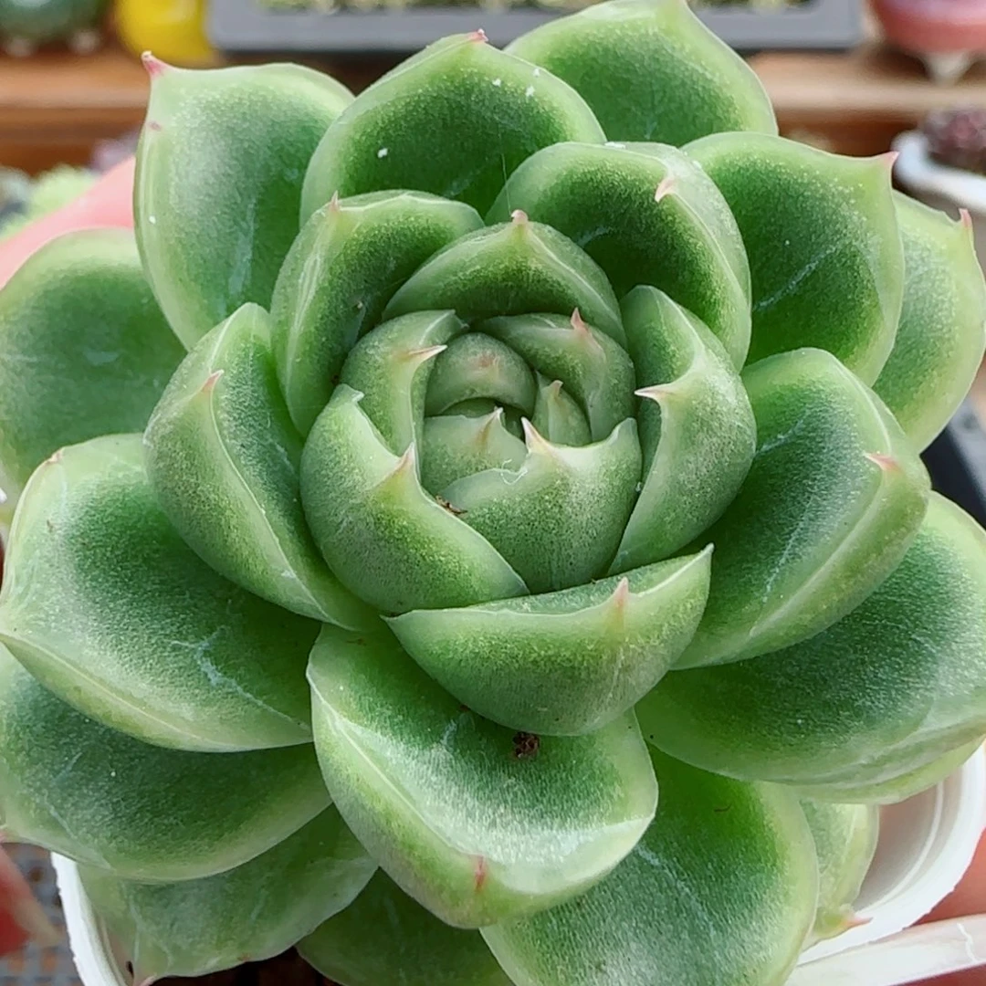 花语逸镜0018-09麦秆糖心